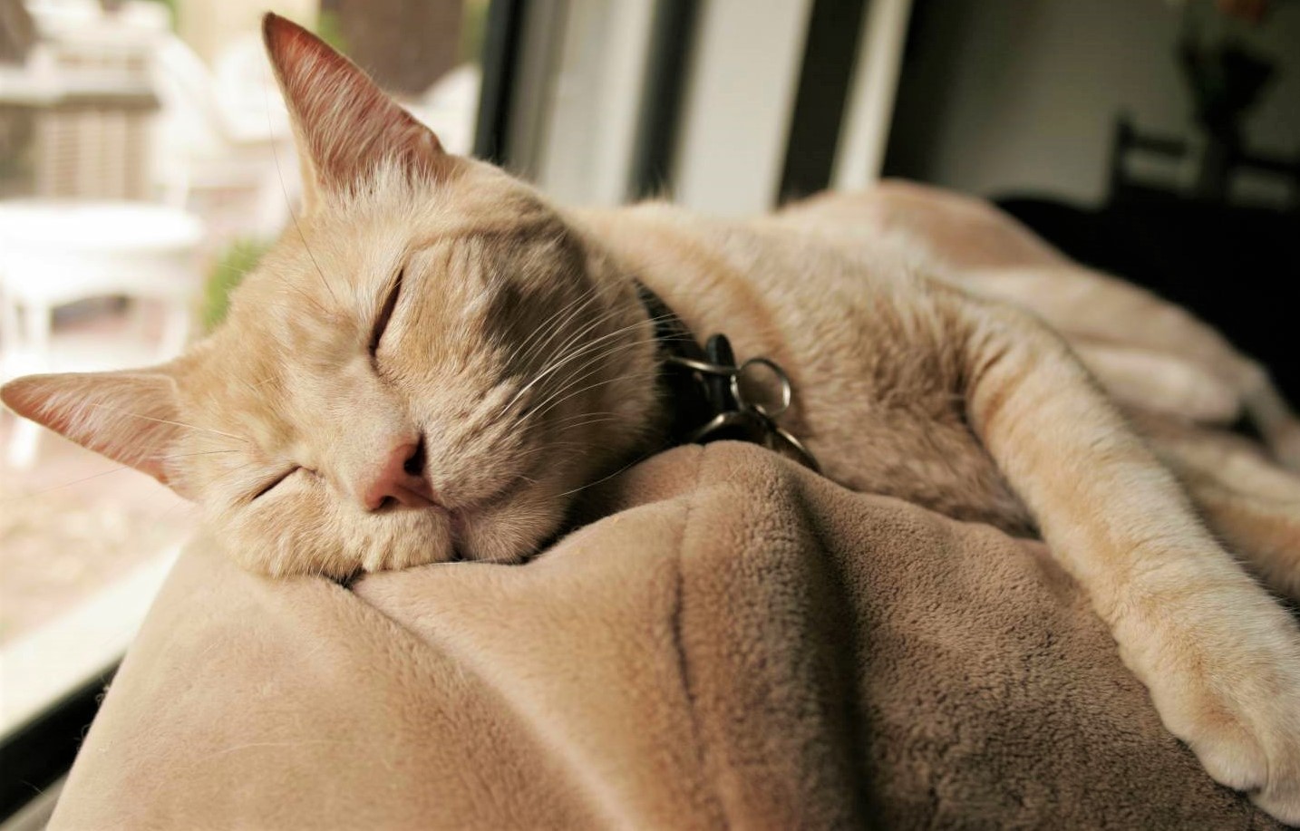 Melatonin for cats